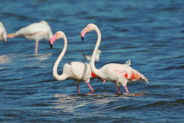From the life of the Flamingo