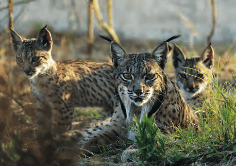 carvoeiro, algarve , lagoa, silves, algarve, open media publication