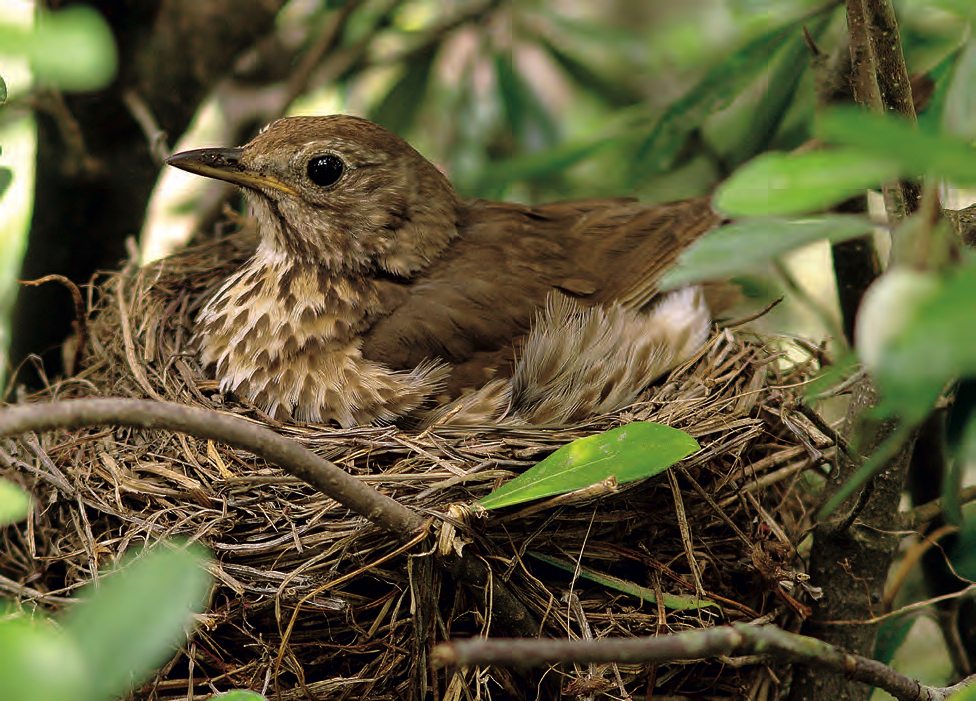 carvoeiro, lagoa, silves, algarve, open media publication,
