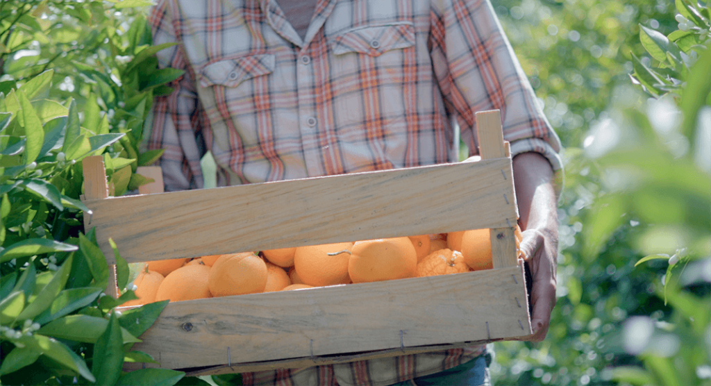 The Orange Life of the Algarve Short Film Algarve