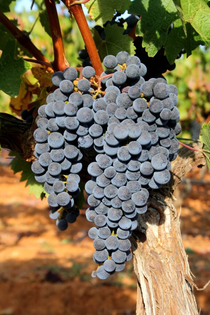 Cacho de uvas Quinta dos Vales