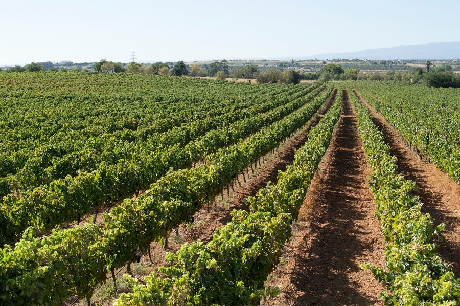 How a regional winery in Lagoa embraces tradition to produce great results