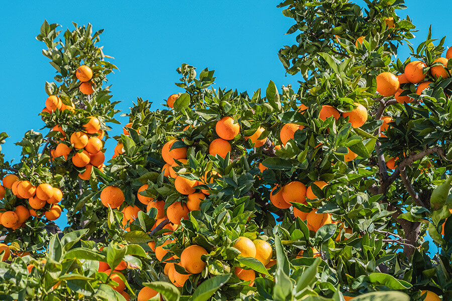 Silves Orange Festival returns this February for its seventh edition